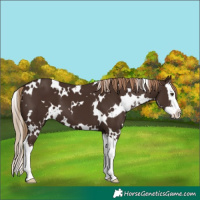 Horse Color:White Spotted Liver Chestnut Sabino Splash 
