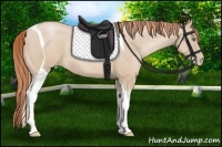 Horse Color:Smoky Black Pearl Tobiano