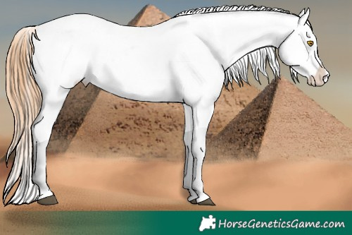 Horse Color:Brown Ice Pearl Appaloosa 