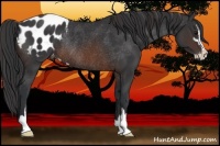 Horse Color:Brown Sabino Appaloosa Rabicano