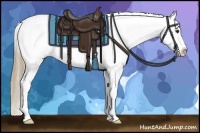 Horse Color:Liver Chestnut Appaloosa 