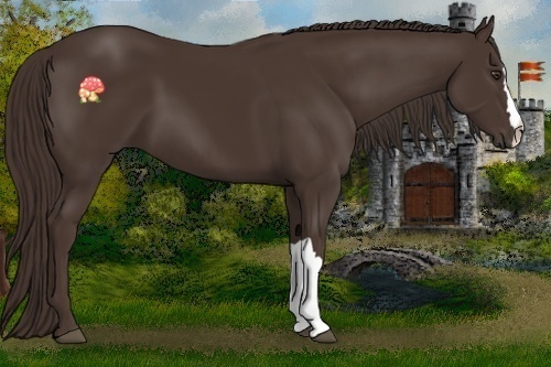 Horse Color:Liver Chestnut 