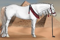 Horse Color:Amber Cream Champagne Appaloosa Rabicano 
