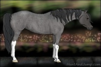Horse Color:Blue Roan 