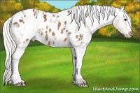 Horse Color:White Spotted Silver Buckskin Ice Appaloosa 