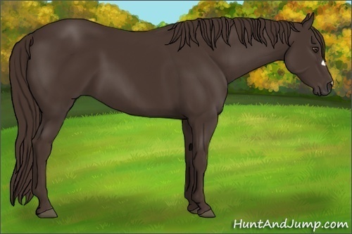 Horse Color:Liver Chestnut 