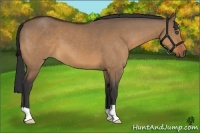 Horse Color:Bay Dun