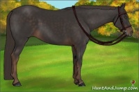 Horse Color:Liver Chestnut Frame 