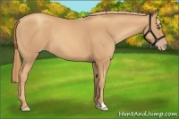 Horse Color:Gold Champagne 
