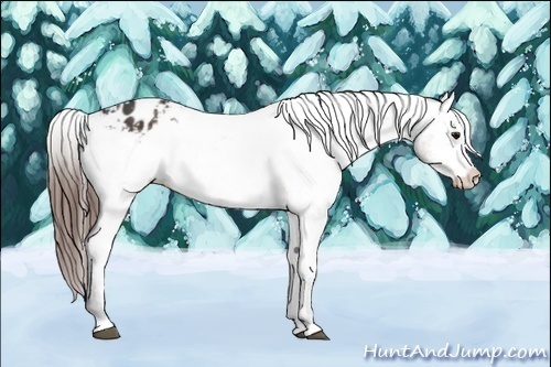 Horse Color:Brown Appaloosa 