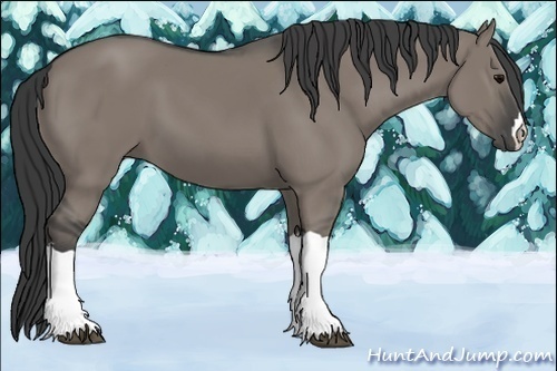 Horse Color:Grullo 