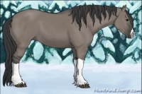 Horse Color:Grullo 