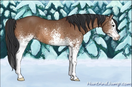 Horse Color:White Spotted Bay Rabicano 