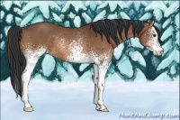Horse Color:White Spotted Bay Rabicano