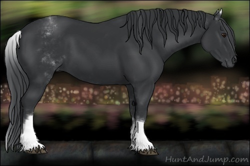 Horse Color:White Spotted Black Chinchilla 