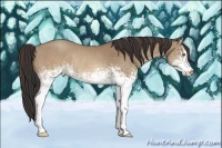 Horse Color:White Spotted Sable Champagne Rabicano 