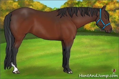 Horse Color:Brown Tobiano Rabicano