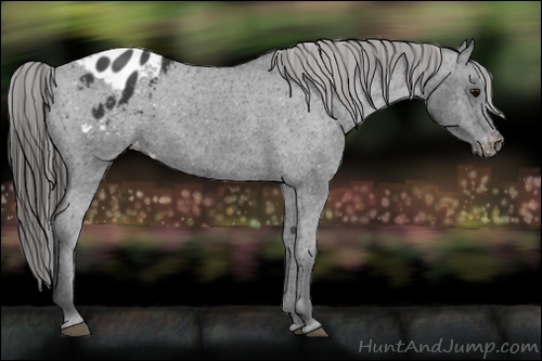 Horse Color:Black Appaloosa