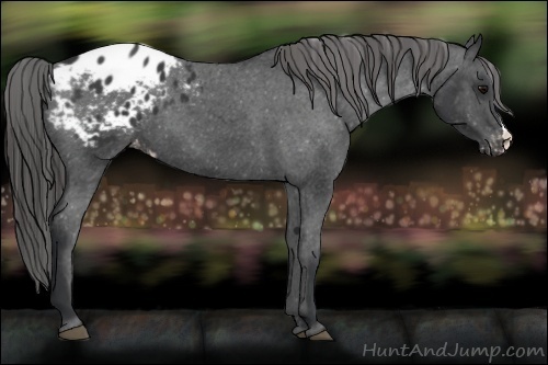 Horse Color:Black Appaloosa 