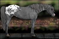 Horse Color:Black Appaloosa