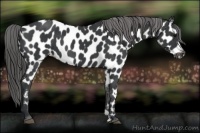 Horse Color:Black Appaloosa