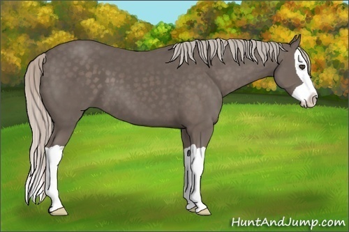 Horse Color:Silver Black Splash