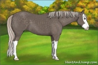 Horse Color:Silver Black Splash 