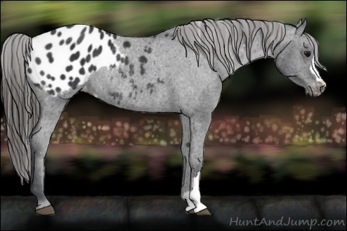 Horse Color:Black Appaloosa Rabicano 