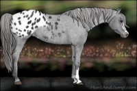 Horse Color:Black Appaloosa Rabicano 