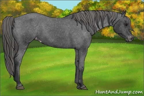 Horse Color:Black Appaloosa 