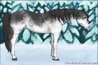 Horse Color:White Spotted Black Appaloosa Rabicano 