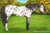 Horse Color:Bay Appaloosa 