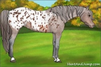 Horse Color:Bay Appaloosa 