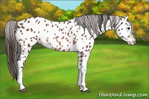Horse Color:Bay Sabino Appaloosa