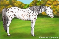 Horse Color:Bay Sabino Appaloosa
