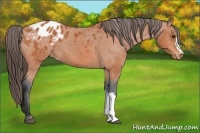 Horse Color:Bay Appaloosa 