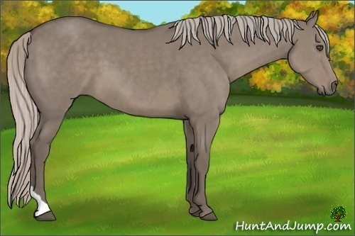 Horse Color:Silver Grullo Tobiano