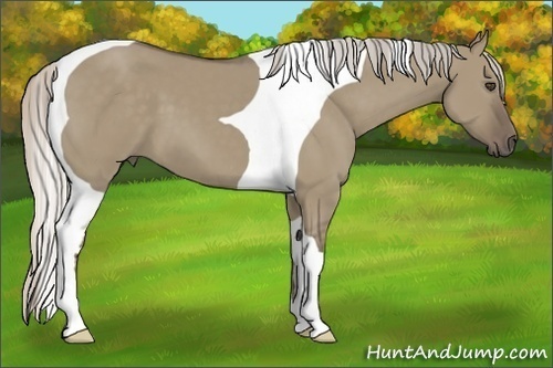 Horse Color:Silver Grullo Tobiano 