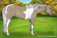 Horse Color:Silver Grullo Tobiano