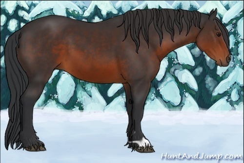 Horse Color:Brown 