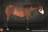 Horse Color:Bay Splash Frame Rabicano