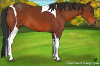 Horse Color:Bay Tobiano 