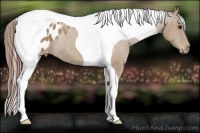 Horse Color:Classic Champagne Tobiano Appaloosa