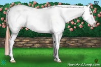 Horse Color:Amber Champagne Tobiano Appaloosa 