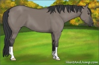 Horse Color:Grullo 