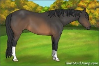 Horse Color:Buckskin Frame 