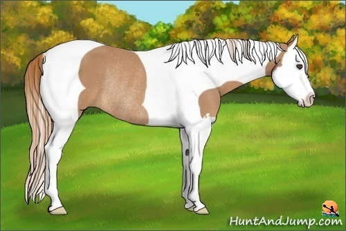 Horse Color:Chestnut Splash Tobiano Rabicano 