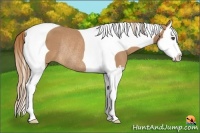 Horse Color:Chestnut Splash Tobiano Rabicano 