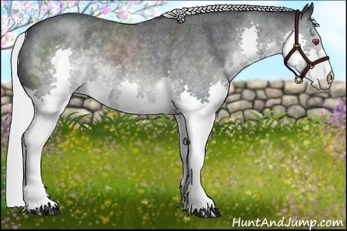 Horse Color:Silver Blue Chinchilla Roan Splash 