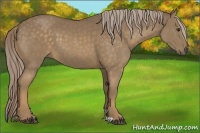 Horse Color:Chocolate Palomino 
